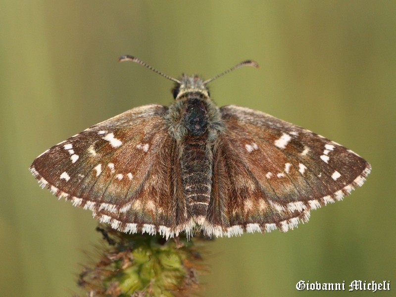 Pyrgus armoricanus